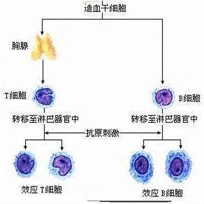 【分析】淋巴细胞的起源和分化过程