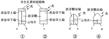 a②两组实验能证明生长素具有极性运输的特点 b.