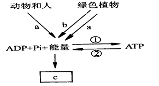 ATP与GDP转化_adp与atp转化示意图