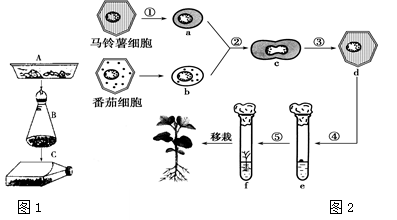 据下面体细胞杂交技术流程图和动物细胞培养的基本过程示意图, 回答