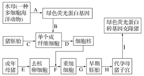 基因克隆的原理是什么_传承红色基因手抄报