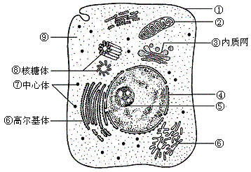 下图是动物细胞的亚显微结构示意图,据图回答问题.
