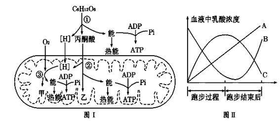 下图Ⅰ表示人体有氧呼吸的过程,其中①～③表示相关过程,甲,乙表示