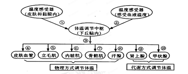 如下图是人体体温调节示意图,请据图回答问题: (1)从