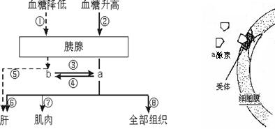 b表示参与血糖调节的两种激素,右图表示 激素信息传递的一种机制.