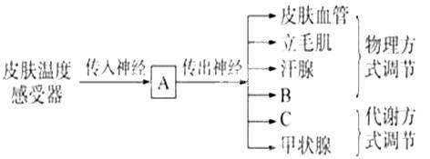 下图为人体体温调节示意图.请据图回答.