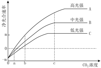 净光合速率