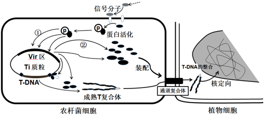 植物基因工程可以利用农杆菌将目的基因导入受