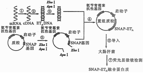 人口黏性_黏性末端的示意图