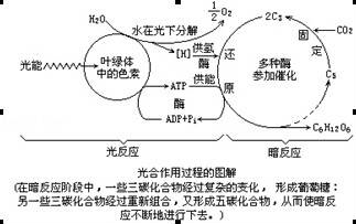 光合作用的意义