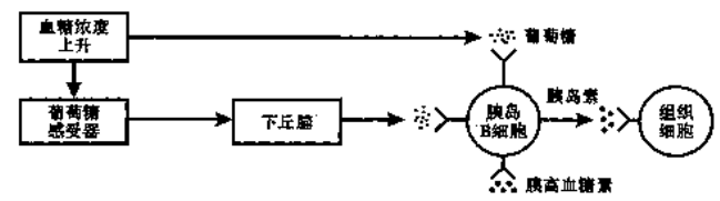 下图表示血糖调节的部份过程与胰岛素作用机理.请回答