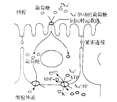 下列人口流动性为_7.下列有关生物膜的叙述.正确的是 A.人鼠细胞融合的原理是(2)