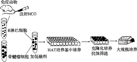 (1)制备单克隆抗体过程中要用到和技术.