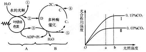 (9分)圖甲表示光合作用過程的圖解,圖乙為大棚中栽培的某種蔬菜在水肥