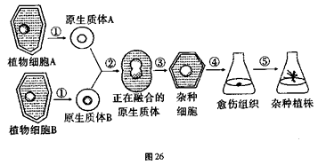 图26表示植物体细胞杂交技术的过程,请据图回答