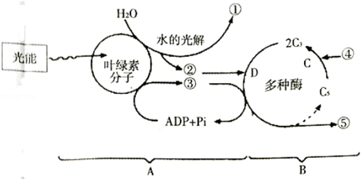 如圖是光合作用過程的圖解.a,b表示階段,c,d表示過程,①-⑤表示物質.