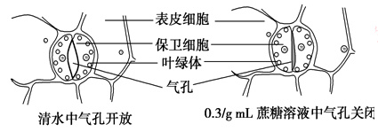 结合上述实验推测:保卫细胞的叶绿体在适宜光照下进行光合作用,利用