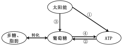 如图 是生物体生命活动中有关的各种能源物质间相互转化的关系图解.