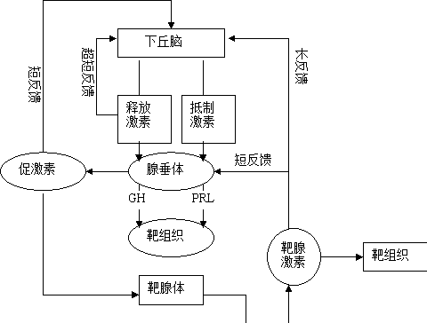 (  分)如图所示为激素调节的图解,其中gh为生长激素,prl为催乳素