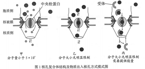 核孔复合体主要由核被膜,中央栓和核质侧的核篮结构组成,如图1所示