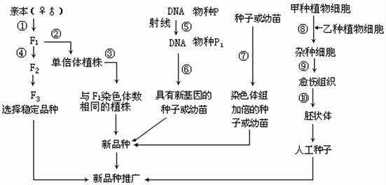 是诱变育种,原理是基因突变,基因突变具有不定向性,a错误;   (1)①