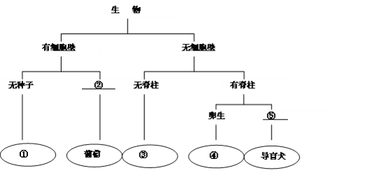 下面是葡萄,野鴨,滿江紅,魷魚,導盲犬五種生物分類的概念圖,請將此圖