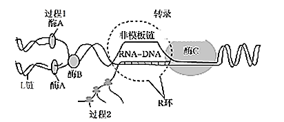 將遊離的脫氧核苷酸連接到新合成的dna子鏈上c.