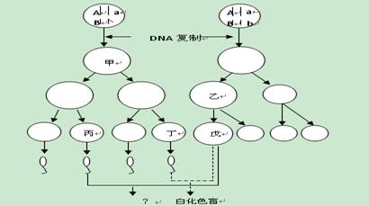 控制,色盲基因由b控制,圖中與白化病和色盲無關的染色體省略,請回答