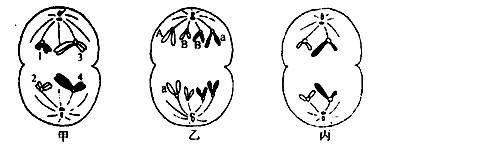 下圖是二倍體動物細胞分裂示意圖(數字代表染色體,字母代表基因).