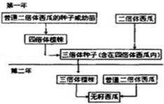 三倍体西瓜是什么原理_三倍体西瓜形成图解