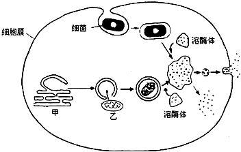 如图表示细胞内溶酶体的部分功能.请分析并回答