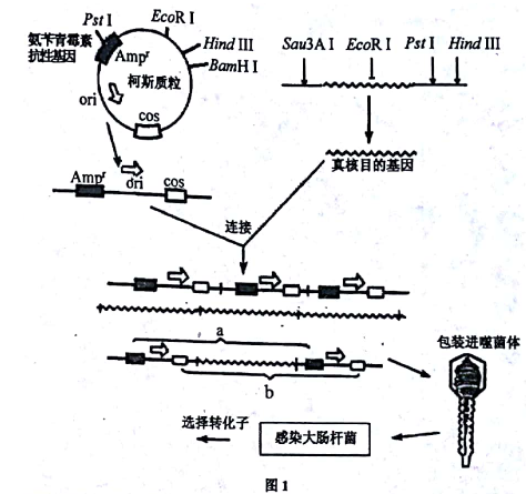 质粒是什么东西 J8R3R-BKislLAr-201712818253.020.png